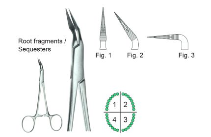 Root Splinter Forceps Stieglitz Curved Fig2