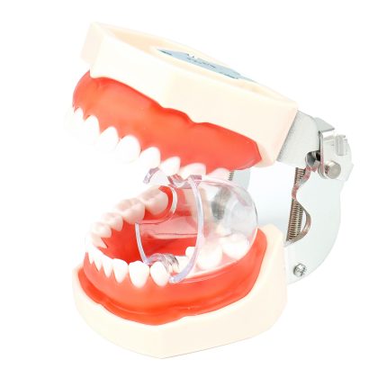 Dental Retractor(Posterior Teeth) 1pc